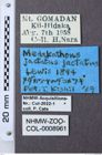 Etiketten zu Hemicrepidius jactatus (NHMW-ZOO-COL-0008961)